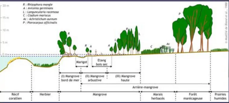 Figure  1  –  Coupe  transversale  schématique  d’un  écosystème  de  mangrove  à  l’interface  entre  milieu  marin (herbier, récif corallien) et milieu terrestre (marais herbacés, forêt marécageuse, prairies humides)  (Morandi, 2016) 