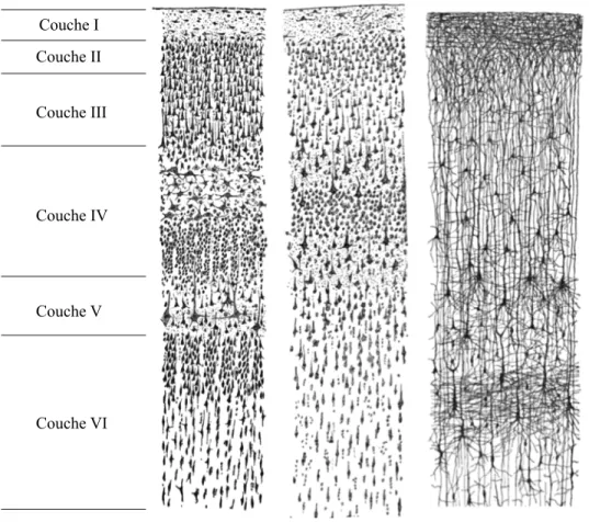 Figure  1.1.  Les  six  couches  du  néocortex.  On  observe  des  tracés  par  Santiago  Ràmon  y  Cajal  (1899)  illustrant  bien  les  six  couches  corticales  du  cortex,  par  différentes  méthodes  et  dans    plusieurs  régions cérébrales chez l’hu