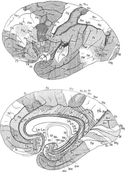 Figure  1.2.  Carte  convexe  et  médiane  de  la  structure  cytoarchitectonique  du  cortex  cérébral