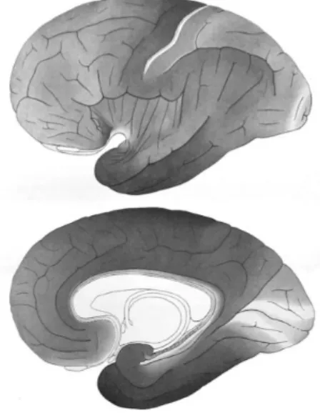 Figure 1.3. Carte de l’épaisseur corticale de sujets humains. 