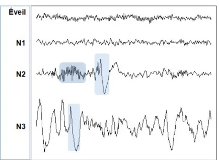 Figure  1.6.  Exemple  de  tracé  d’EEG  chez  un  jeune  adulte.  Un  fuseau  de  sommeil  et  un  complexe-K  sont  surlignés  en  stade  N2