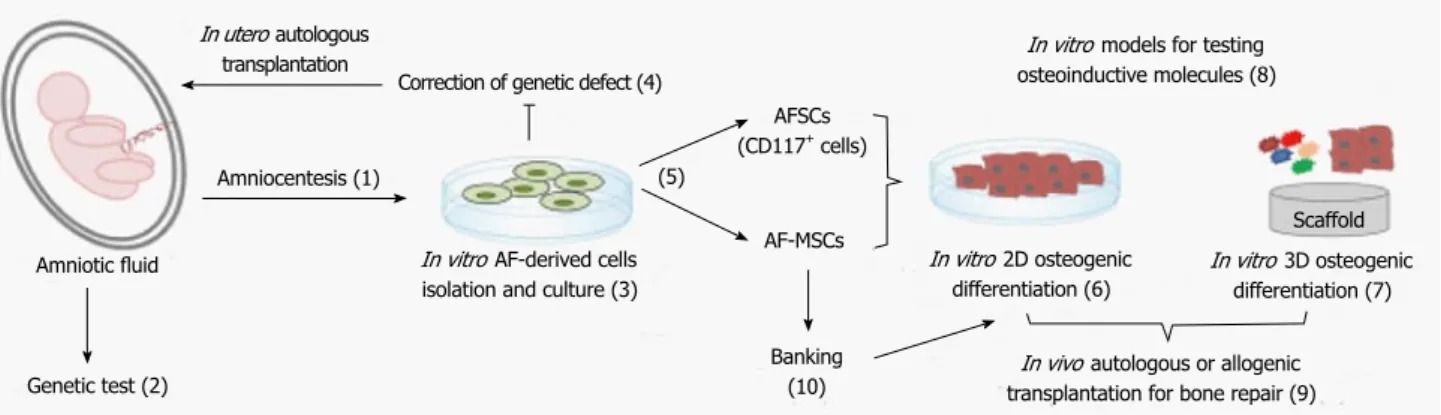 Figure 1  In vitro and in vivo application of amniotic fluid-derived cells. Amniotic fluid-derived cells isolated from amniotic fluid samples obtained following ultrasound-