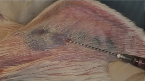 Figure 2. During blood collection from the auricular vein.  Figure 2. During blood collection from the auricular vein.