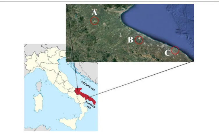 FIGURE 2 | Map of Italy with Puglia Region in red and the areas (within the circle) where offshoots of globe artichokes and summer squash greens were grown: Lucera (A); Andria (B); Mola di Bari (C).