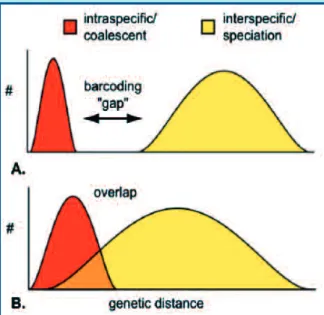 Figura 2 - Schema del “Barcoding gap” secondo Meyer