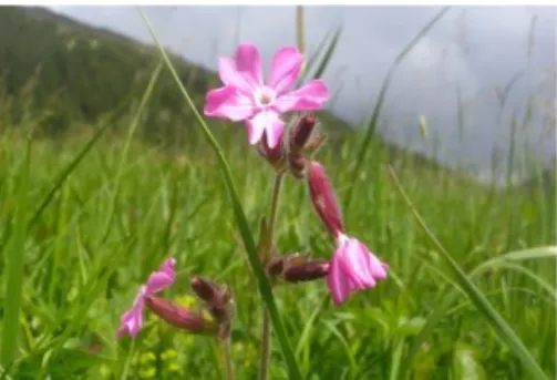 Figura 2.15 - Fiore di Campanula medium  come esempio di proterandria in 