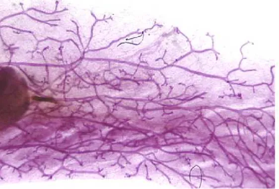 Figure  3.  Carmine-stained  whole  mounts  of  a  section  of  mammary  gland  :  in  violet  the  epithelial tissue and its ducts, in white the stroma