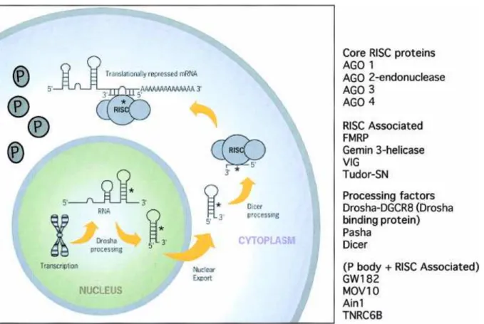 Figure  2.  Biosynthesis  and  mechanism  of  actions  of  miRNAs  and  the  main  molecular  components involved 