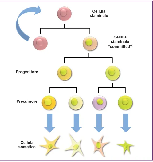 Figura 3. Divisione cellulare asimmetrica: una delle due cellule che si originano in segui-