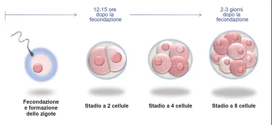 Figura 4.  Lo zigote e lo stadio a 8 cellule. Dopo la fecondazione della cellula uovo da parte dello  spermatozoo si forma lo zigote