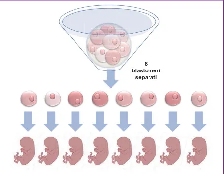 Figura 6.  Le cellule dell’embrione fino allo stadio a 8 cellule sono totipotenti,  potendo originare un individuo completo se separate le une dalle altre.