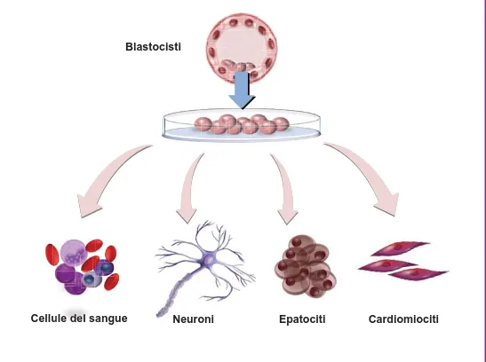 Figura 9.  Le cellule staminali prelevate dalla blastocisti possono essere indotte a specializzarsi  in diversi tipi di cellule somatiche mediante opportune condizioni e sostanze chiamate fattori di  crescita.