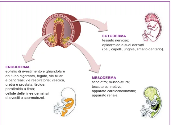 Figura 11.  I tre foglietti embrionali danno origine a tipi cellulari, tessuti e organi specifici