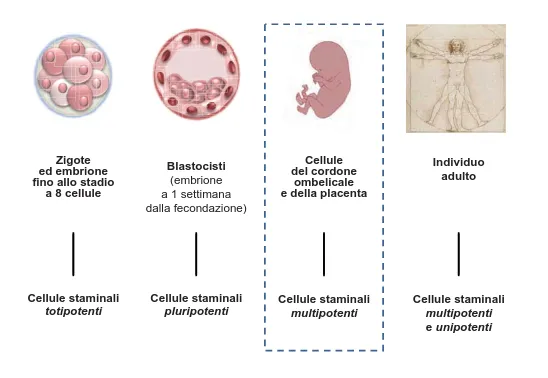 Figura 12.  I diversi tipi di cellule staminali, classificate in base alla loro potenza cioè alla capacità  di generare tessuti diversi.