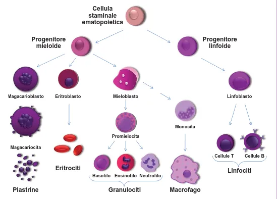 Figura 13.  A partire dalle cellule staminali del sangue si formano grazie ad un continuo processo  di specializzazione, detto ematopoiesi, tutte le cellule del sangue.
