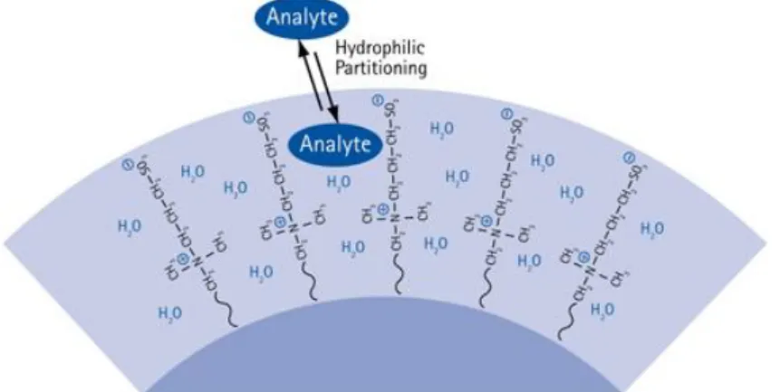 Figura 32: formazione del film d'acqua sulla superficie della fase stazionaria  e ripartizione degli analiti tra le due fasi.