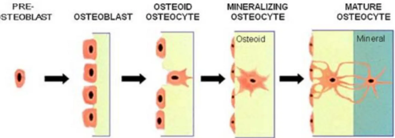 Figure 2.6: Example of bone growth through cells: osteo-progenitor, osteoblasts, osteocytes.