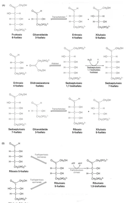 Figura 10 Fase III del ciclo di Calvin: rigenerazione del ribulosio 1,5-difosfato (9)