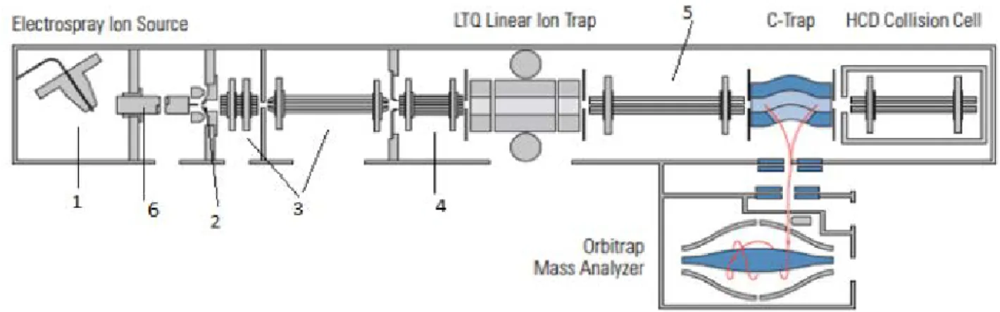 Figura 49 Ottica ionica dello spettrometro di massa ibrido LTQ Linear Ion Trap (52). 