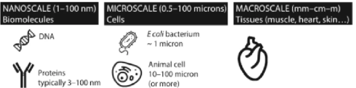 Figure 1 A demonstration of the relative scale of biological entities