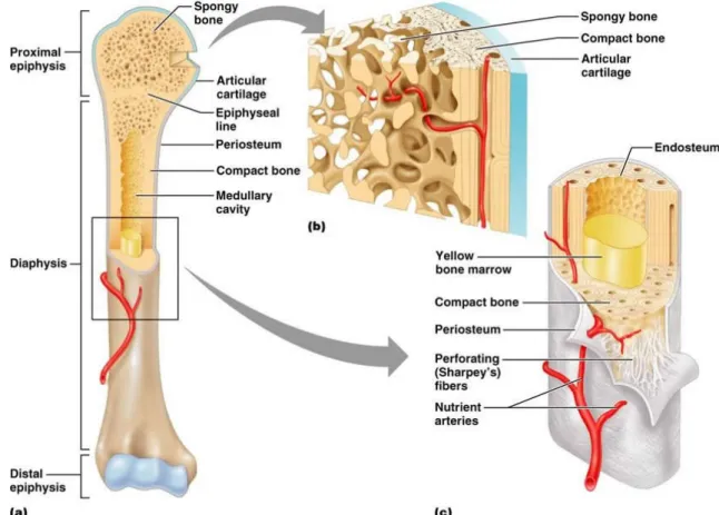 Figura 2 Descrizione della costituzione ossea: (a) osso completo, (b) sezione della diafisi, (c) sezione del tessuto osseo spugnoso In  Figura 2  si possono notare le componenti fondamentali; esse sono: 