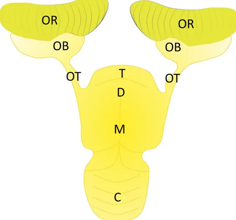 Fig. 1.5: Encefalo di Elasmobranco. Come si evince dalla figura, il bulbo olfattivo è una porzione consistente dell’encefalo