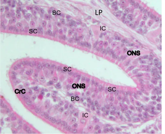 Fig. 1.6 Epitelio olfattivo (OE) della rosetta olfattiva (OR). I nuclei dei neuroni si distinguono per essere centrali (nello strato intermedio) e tondi