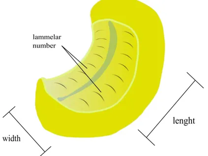 Fig. 2.3: per determinare la superficie totale dell’epitelio olfattivo dell’OR si procede a misurare la lunghezza del rafe e la larghezza delle lamelle, si ricava inoltre il numero lamellare, che varia da specie a specie