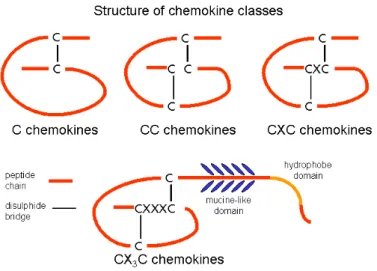 Figura 5 Struttura delle classi di chemochine.  Image from “Wikipedia.org”