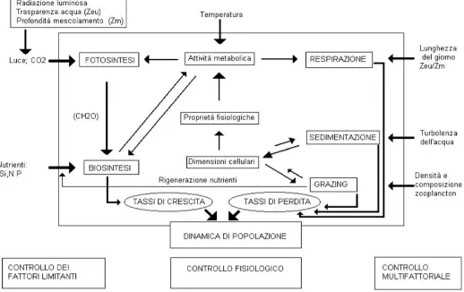 Figura 1.7- Fattori di controllo della dinamica della comunità fitoplanctonica e loro interazioni 
