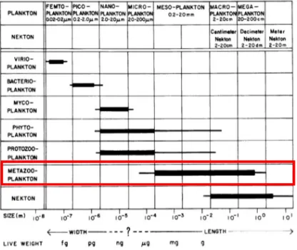 Figura 1.9 - Classi dimensionali dei differenti compartimenti trofico-tassonomici del plancton