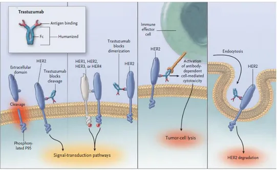 Figura 8. Alcuni meccanismi d’azione del trastuzumab. Fonte: Hudis, 2007 