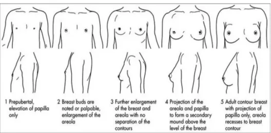 Figura 7: Stadi di Tanner per lo sviluppo del seno nelle femmine, Clinical Gate - Adolescent Healt  and Development 