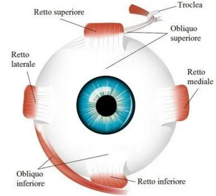 Figura 3 - Muscoli estrinseci dell'occhio 