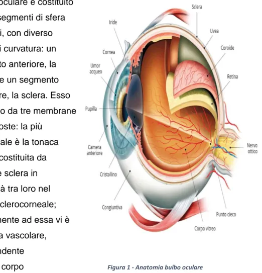 Figura 1 - Anatomia bulbo oculare