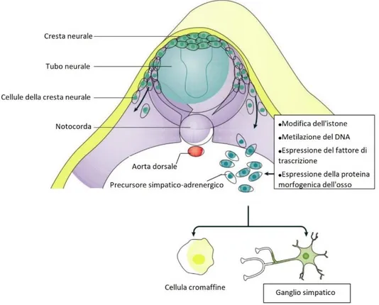 Figura 1. Migrazione e differenziazione cellulare della cellula staminale. Durante lo sviluppo 