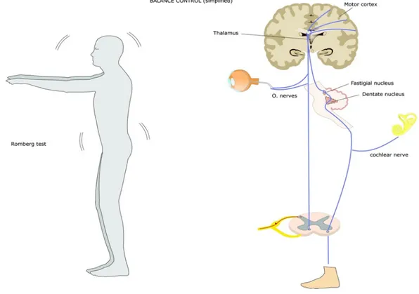 Figura 5.1: Romberg Test e visualizzazione vie anatomiche