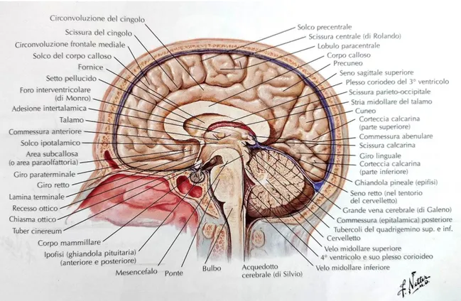 Figura 3: anatomia del cervelletto (veduta esterna) (19). 