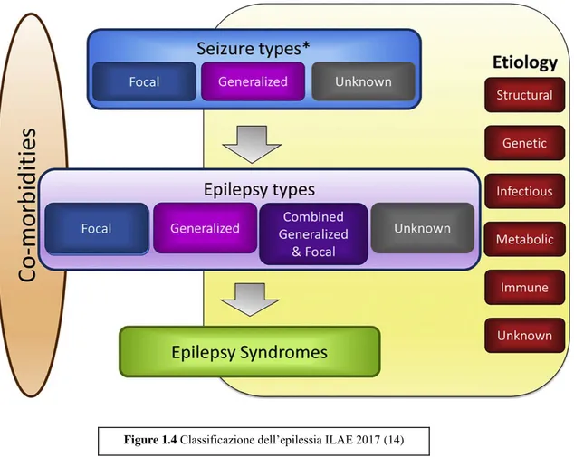Figure 1.4 Classificazione dell’epilessia ILAE 2017 (14) 