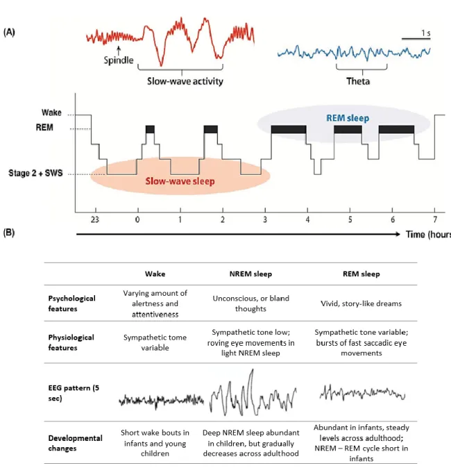 Figure 1.6 Schematizzazione dell’andamento tipico degli stati di sonno e veglia in un soggetto giovane adulto e sano: il 