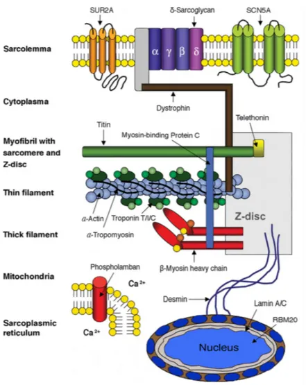 Figura 3 - Gruppi genetici funzionali 