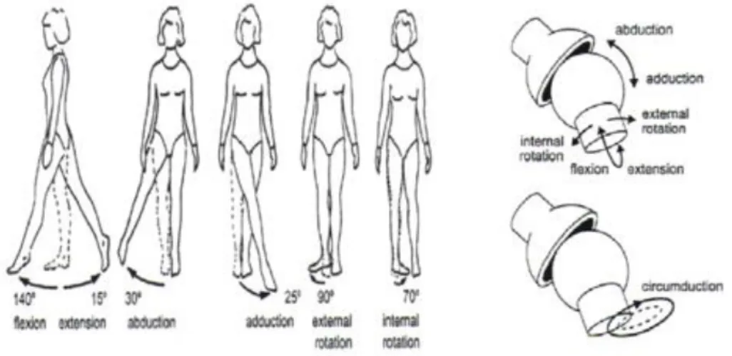 Figura 1.2 Movimenti estensione flessione, adduzione abduzione rotazione anca. 