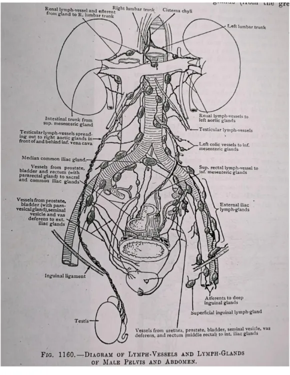 Figura 1. Diagrama de vasos y ganglios linfaticos de la pelvis masculina 