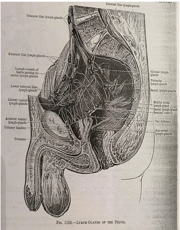 Figura 2. Drenaje linfático del sistema reproductor masculino  