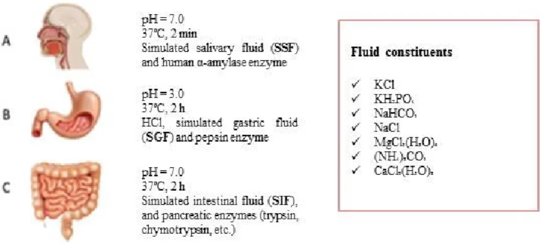 Figure 2. Gastrointestinal conditions of in vitro model according to Minekus et al. 