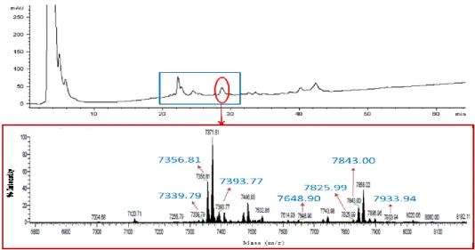 Figure 3. HPLC chromatogram of chickpea WSE (220 nm) and ESI-MS spectrum 