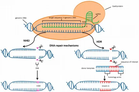 Figure 1.9- CRISPR/Cas9 mediated cleavage of genomic DNA and two major  repair pathways ( Kruminis-Kaszkiel et al, 2018 )