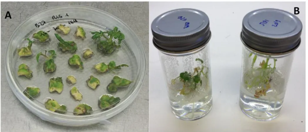 Figure 4.7- Stable overexpression of the M82 and S. pennellii epimerase in M82.  A) Shoots and calluses in regeneration media after one month