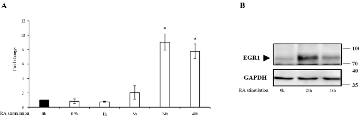 Fig 12. EGR1 expression level during RA-treatment of N-enriched SH-SY5Y cells. (A) Transcript level 