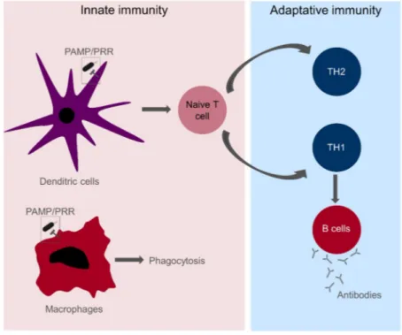 Figure 7: An overview of the innate and adaptive immunity. PAMP: Pathogen-associated  Molecular patterns; PRR: Pathogen-Recognition Receptors; TH: T-helper cells  